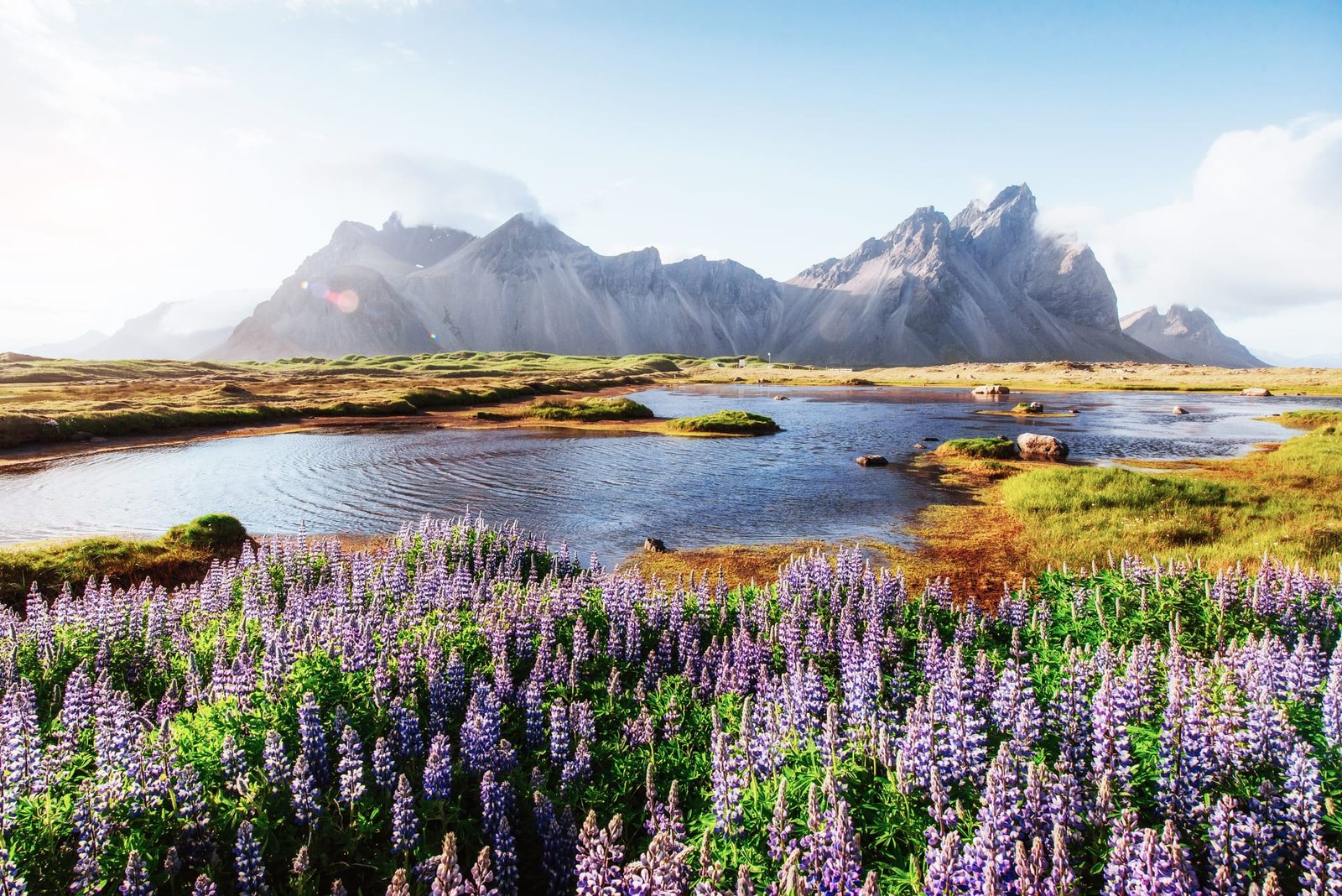 Wild lupines blooming beside a still pond beneath the Vestrahorn mountains, Iceland